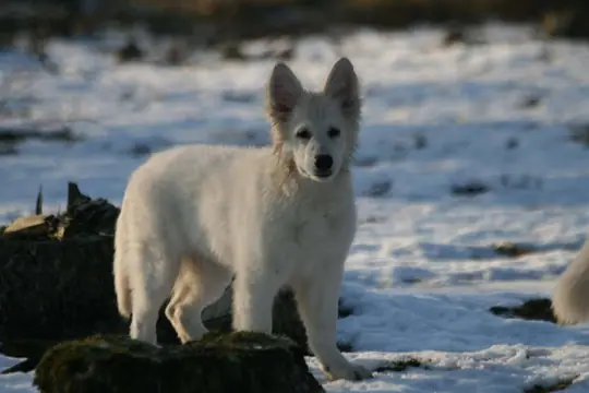 Zwitserse witte herder reu Nio in het bos