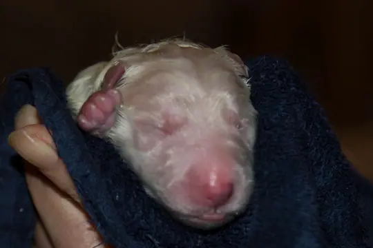 Eerste pupje U Nest Eerste pupje U Nest