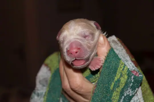 Pupje 4 Pupje 4