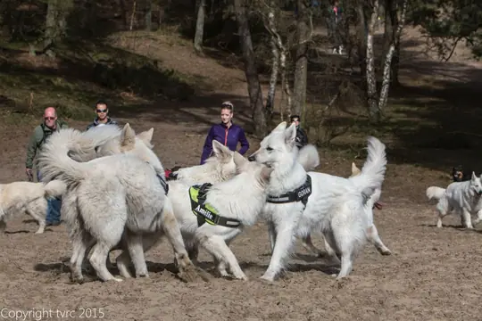 2015 Kennel Wandeling op 12 april - foto 4 2015 Kennel Wandeling op 12 april - foto 4