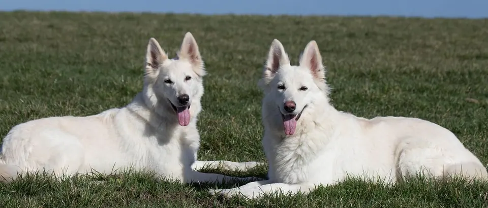 Zwitserse witte herders van Misthy's Friends - foto 9