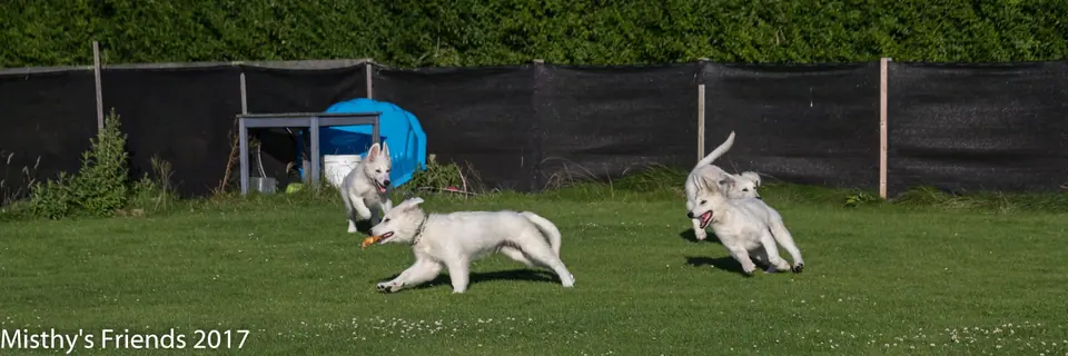 Zwitserse witte herders van Misthy's Friends - foto 31