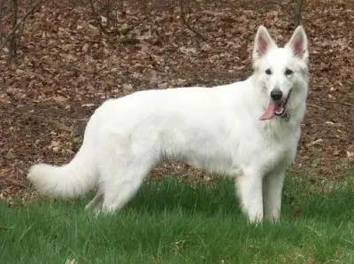 Beau
