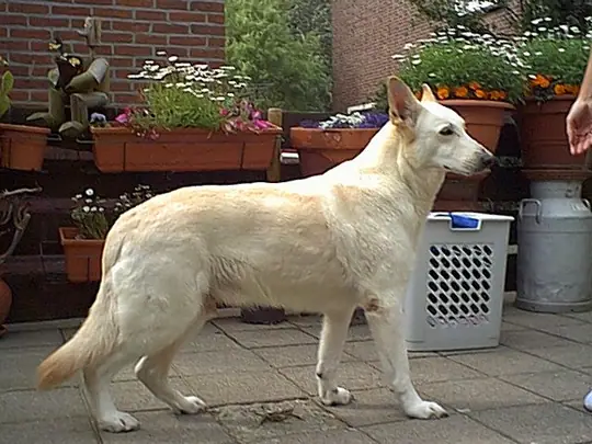 Witte herder Timmy