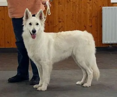 Hera-Shira