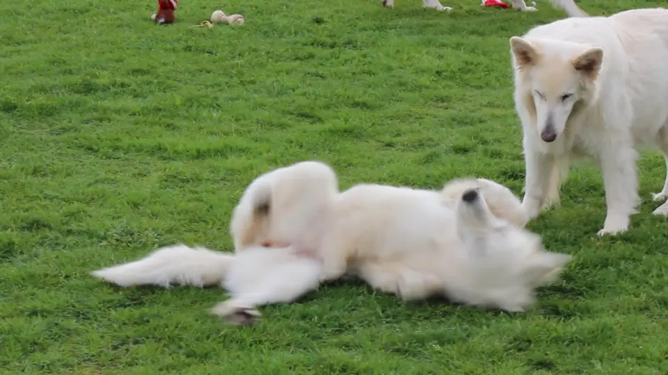 Voorbeeldbeeld: Video: Video's