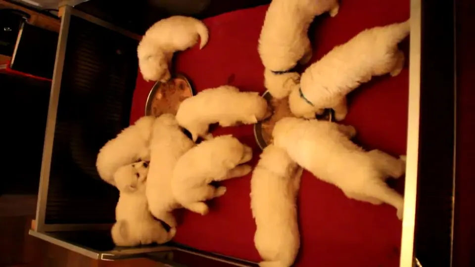 Voorbeeldbeeld: Video: Video's